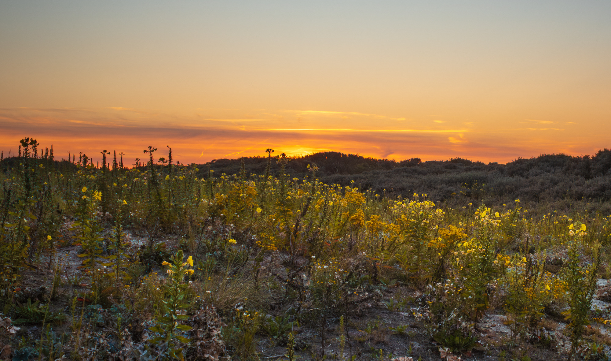 Evening beach & dunes photo walk