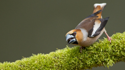 Vogelfotografie vanuit een hut