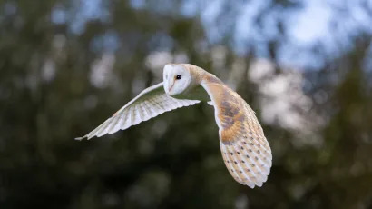 Roofvogelfotografie