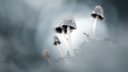 Sfeervolle Macrofotografie