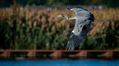 Photowalk langs de Eem: vogels, licht en ruimte
