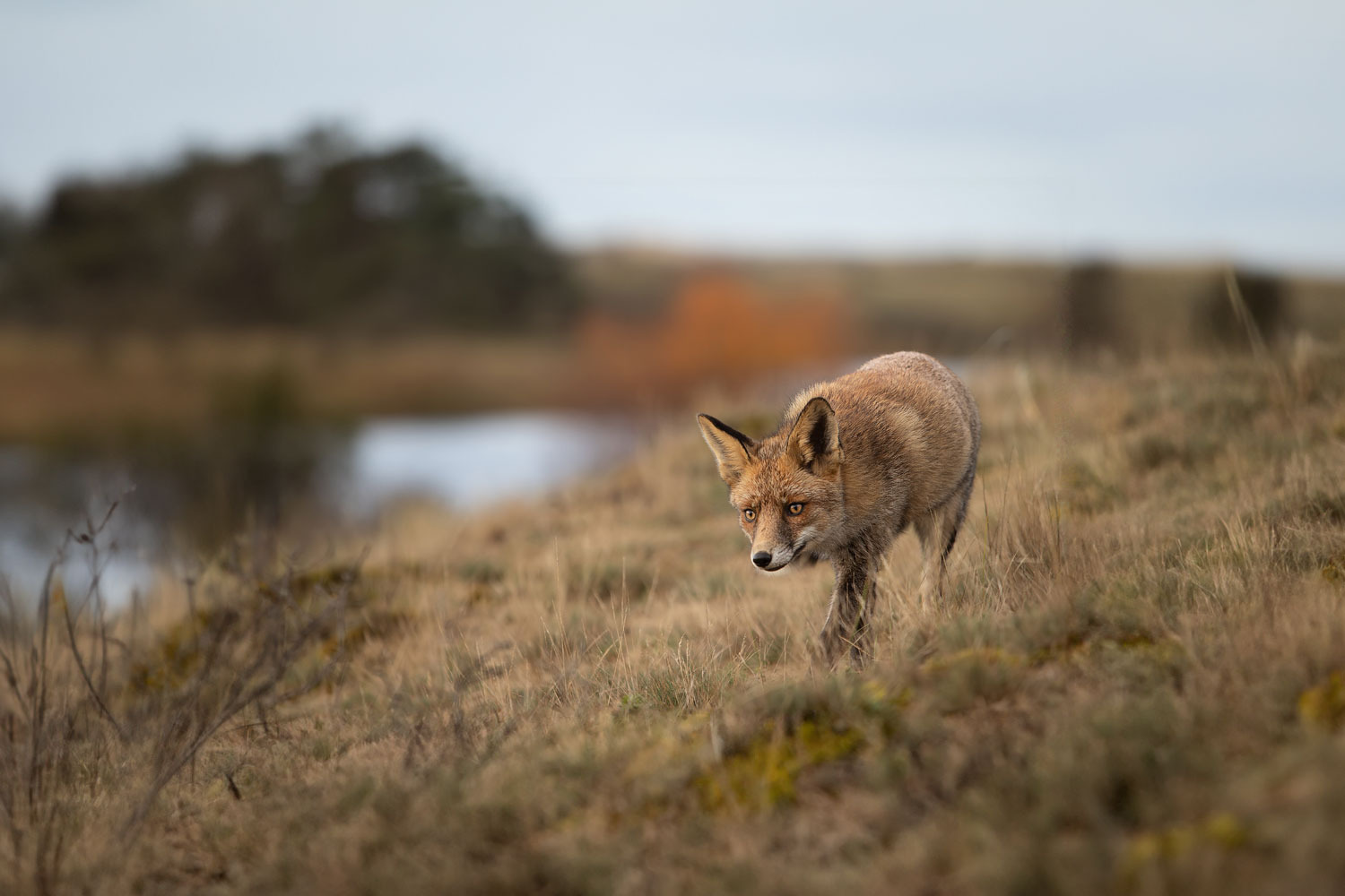 Wildlifefotografie Amsterdamse Waterleidingduinen