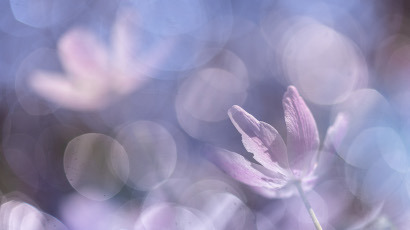 Meervoudige belichting in macrofotografie