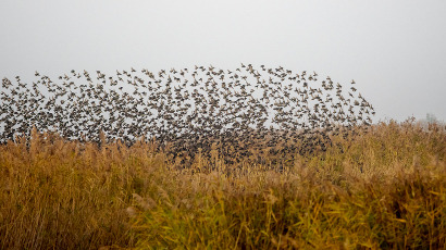 Vogelfotografie Marker Wadden
