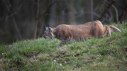 Wildlifefotografie Duitsland
