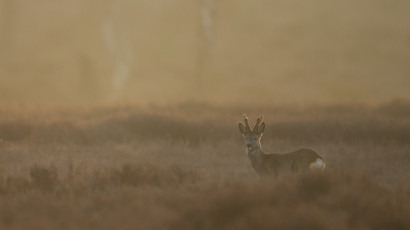 Reeënfotografie