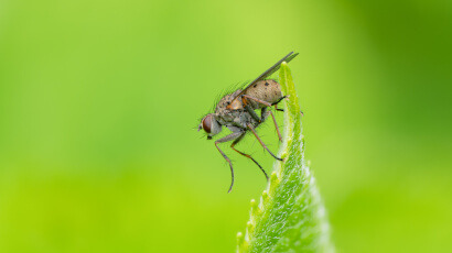 Macrofotografie - De kleine wereld in beeld