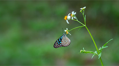 Macrofotografie