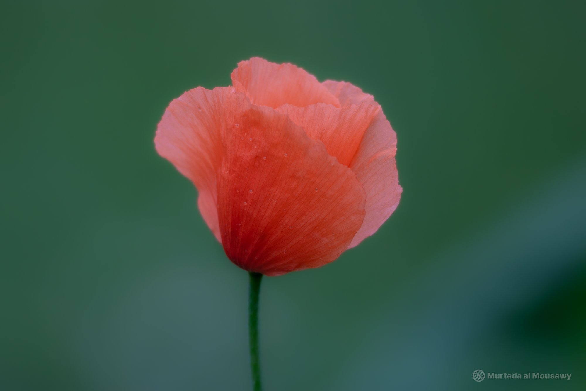 Delicate