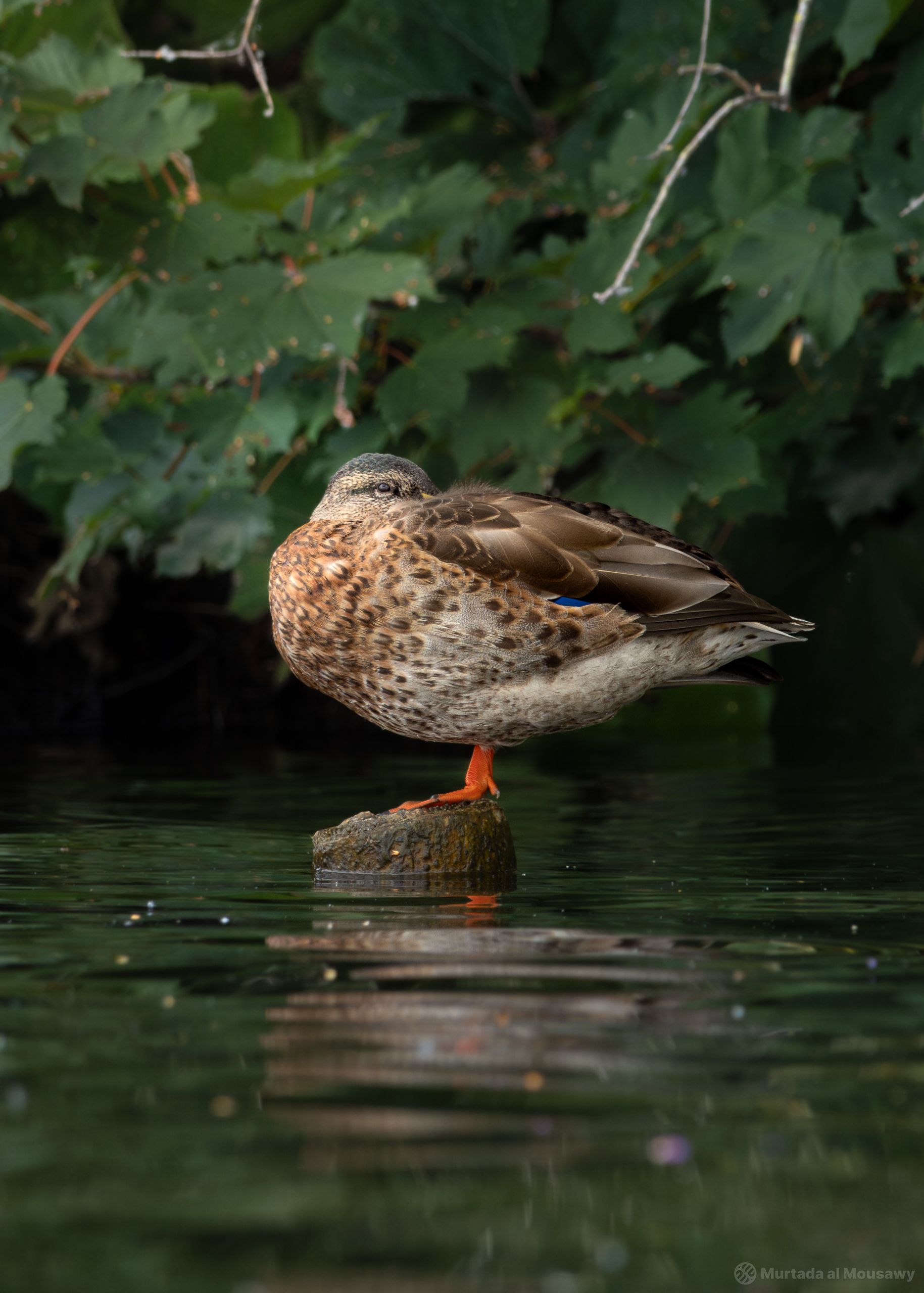 Kralingse Bos 18-07-2026