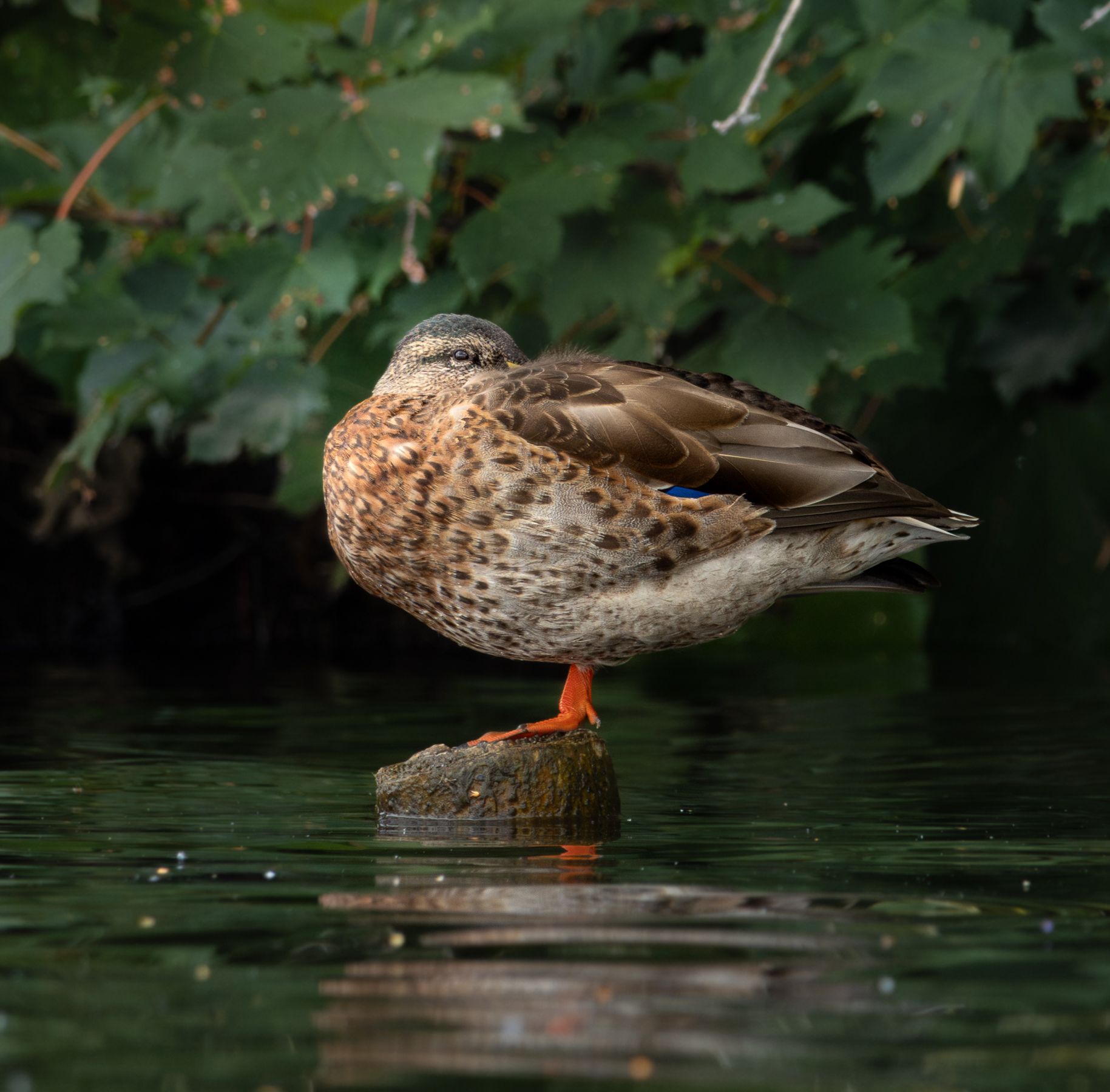 Kralingse Bos 18-07-2026