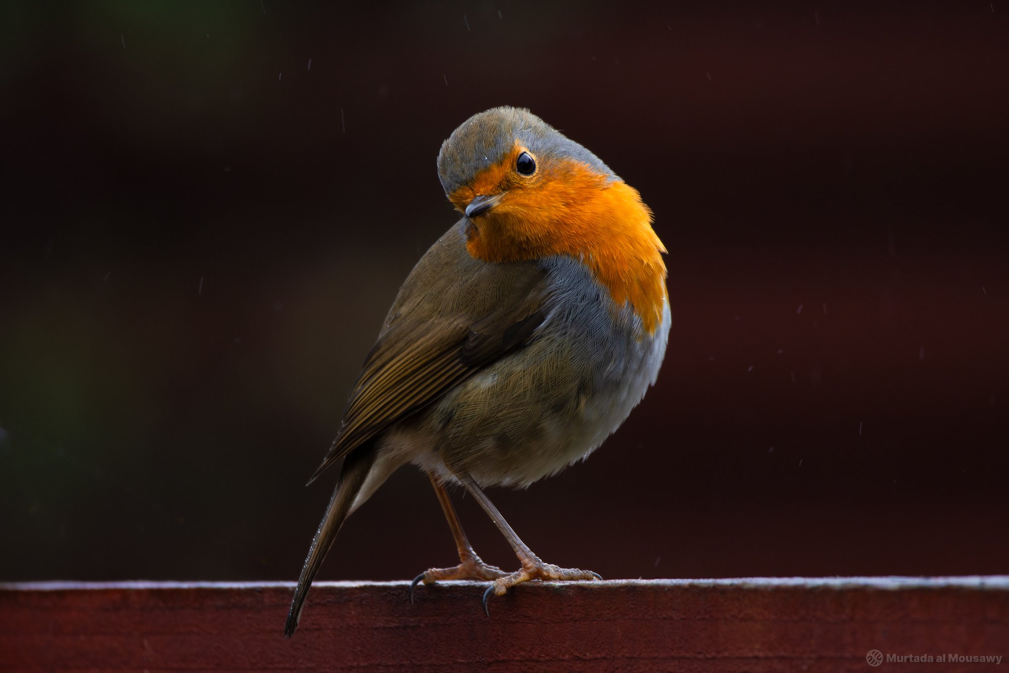 Robin