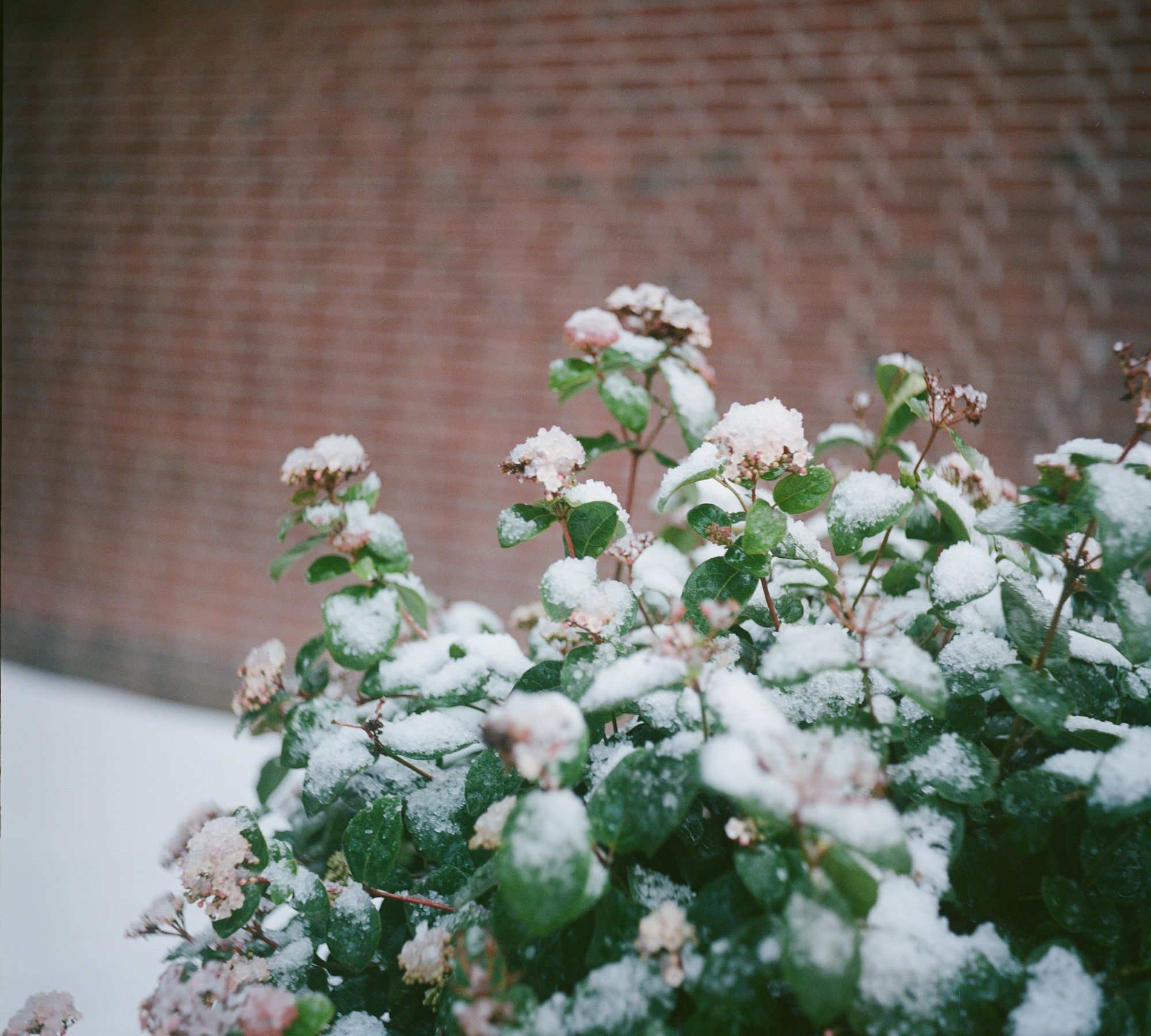 snow day